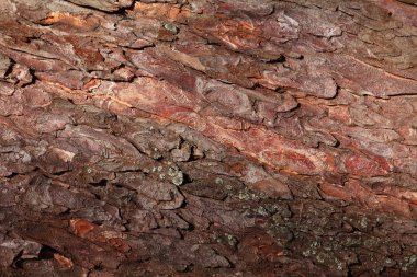 Ağacın kabuğu. Doku. Şablon. Arkaplan.