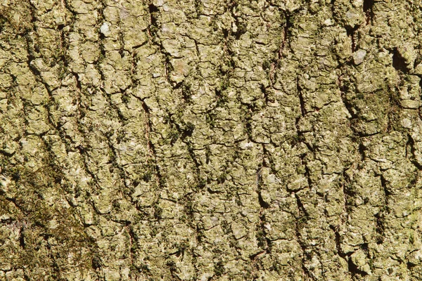 Vecchio corteccia di dettaglio struttura dell'albero — Foto Stock