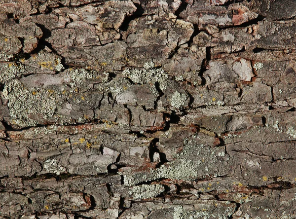Vecchio corteccia di dettaglio struttura dell'albero — Foto Stock