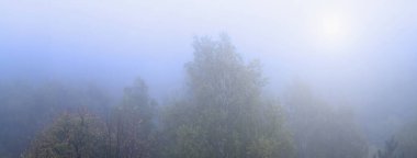 Güneşin loş olduğu bir sabah ormanının sonbahar manzarası. Sisteki ağaçların görkemli manzarası. 