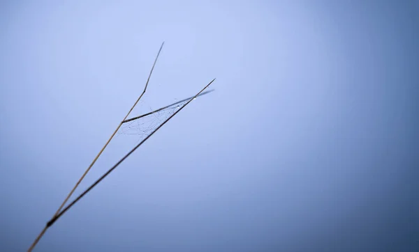 Paesaggio Autunnale Fredda Mattina Umida Nel Prato Erba Ragnatela Nella — Foto Stock