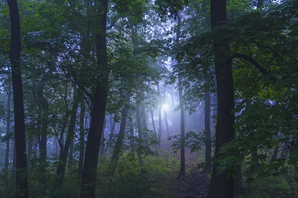 美丽的秋景 晨光下的森林 雾气中树木的壮丽景象 横向图像 — 图库照片