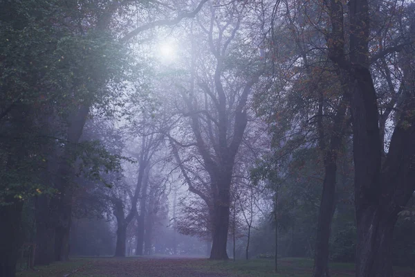 Düstere Herbstlandschaft Mit Kaltem Morgen Park Als Symbol Für Einsamkeit — Stockfoto