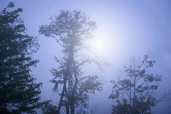 Sonbahar Manzarası Güneşli Sabah Ormanı Sisteki Ağaçların Görkemli Manzarası Yatay — Stok fotoğraf