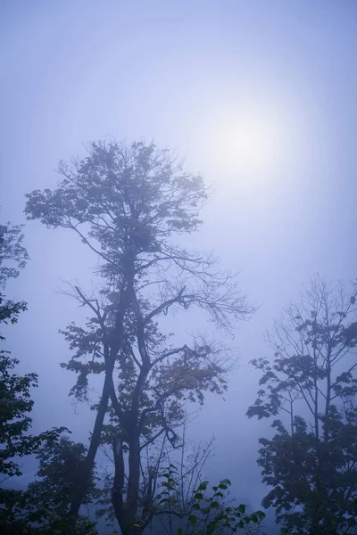 秋天的风景 晨光下的森林 雾气中树木的壮丽景象 垂直图像 — 图库照片