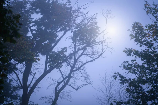 Sonbahar Manzarası Güneşli Sabah Ormanı Sisteki Ağaçların Görkemli Manzarası — Stok fotoğraf