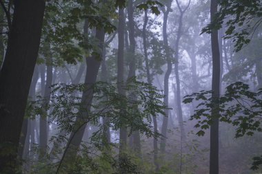 Parkta soğuk bir sabahın Brautious sonbahar manzarası. Sisteki ağaçlar.