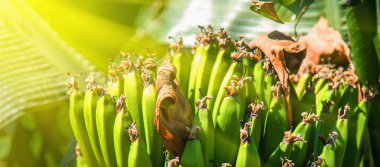 Close up bunch of banana, banana tree background. Horizontal image.
