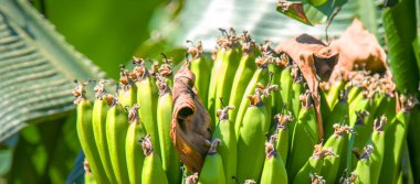 Close up bunch of banana, banana tree background. Horizontal image.