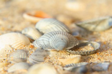 Eğlence, turizm ve tatilin sembolü olarak güneş ışınlarına deniz kabuklarını kapatın. Yatay resim.