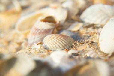 Eğlence, turizm ve tatilin sembolü olarak deniz kabuklarını kapatın.