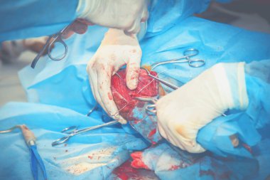 Veteriner ameliyatı. Sağlık, hayvan, hastane, tedavi ve tıp konsepti.  