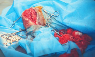 Karmaşık bir cerrahi operasyon yürütüyorum. Veteriner ameliyatı, yaralı köpek bacağı tedavisi. Kapat..