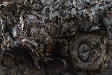 Ağacın mucizevi ahşap arka planı. Tasarım ve metin için boşluk. 