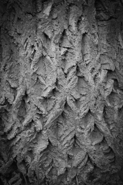 Textura Fundo Madeira Casca Árvore Com Traços Rachaduras Espaço Livre — Fotografia de Stock