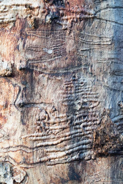 Ξύλινη Υφή Φλοιού Δέντρου Ίχνη Πυρόλυσης Για Σχεδιασμό — Φωτογραφία Αρχείου