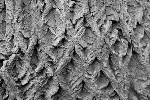 Sfondo Legno Texture Corteccia Albero Con Tracce Cracking — Foto Stock