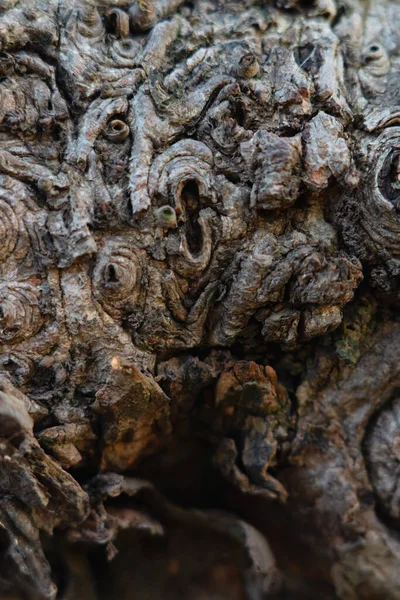 Cudowne Drewniane Tło Drzewa Miejsce Projekt Tekst Skupienie Selektywne — Zdjęcie stockowe