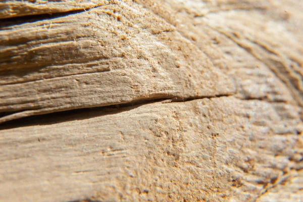 Alte Bäume Holz Textur Hintergrund Aus Nächster Nähe Horizontalbild Freier — Stockfoto