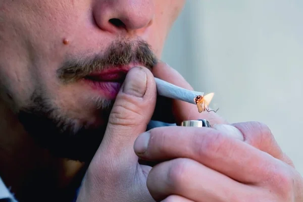 Feche Homem Com Maconha Enrolada Cigarro Cannabis Processo Fazer Giro — Fotografia de Stock