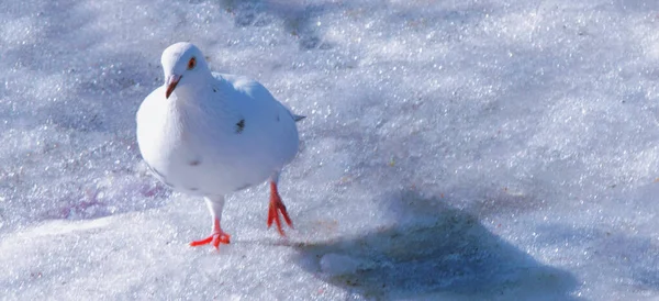白い雪の光の背景に鳩 目に焦点を当てる スペースのコピー — ストック写真