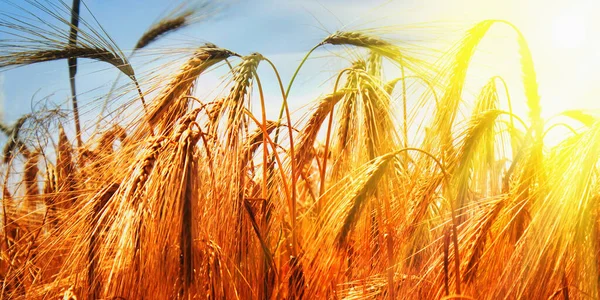 Campo Cebada Fondo Agricultura Agronomía Concepto Industrial — Foto de Stock