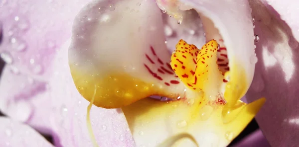 Orquídea — Fotografia de Stock