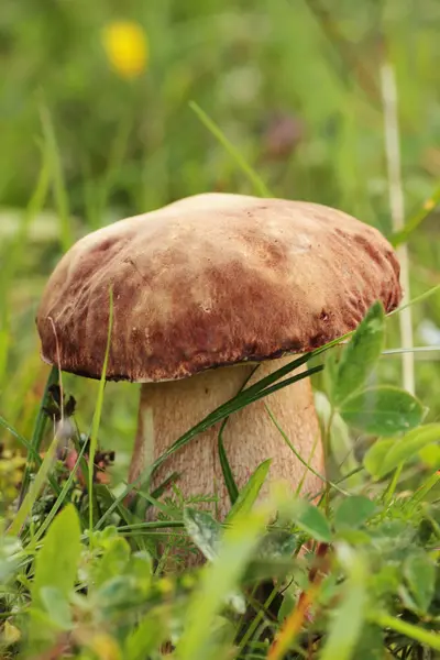 Ceps — Stock Photo, Image