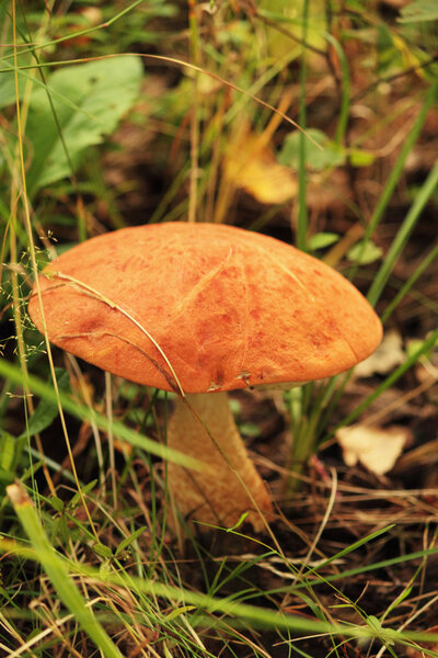 Leccinum aurantiacum  