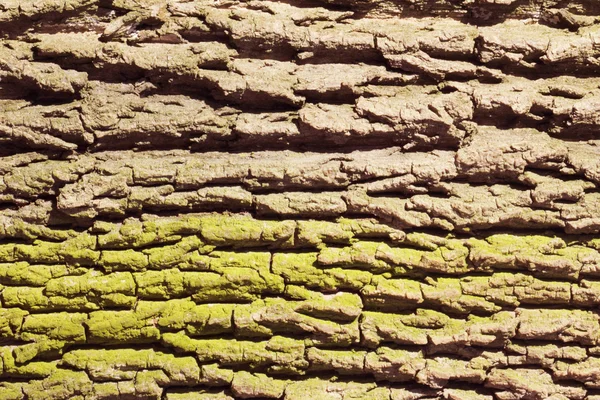 Textura de madeira — Fotografia de Stock