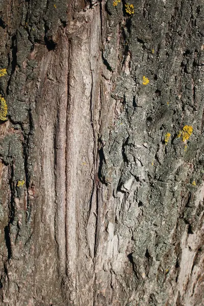 Дерев'яні текстури — стокове фото