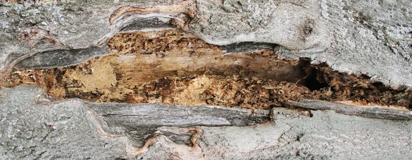 Vecchio ricco legno grana sfondo con nodi — Foto Stock