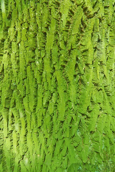 Vieille écorce de texture d'arbre — Photo