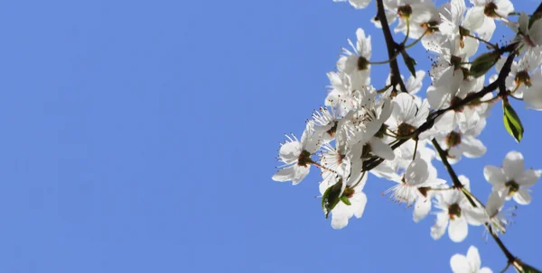 Apfelblüte vor blauem Himmel mit Platz für Text — Stockfoto