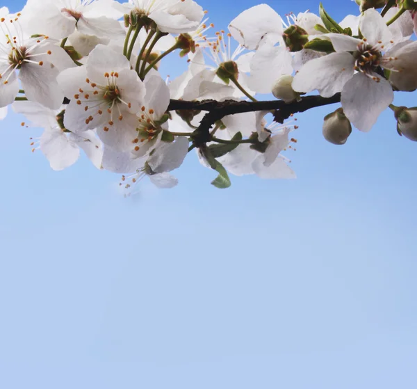 Flor de manzana sobre un fondo de cielo azul con espacio para el texto — Foto de Stock