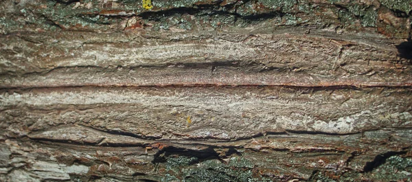 Texture di grano di legno ricco vecchio — Foto Stock