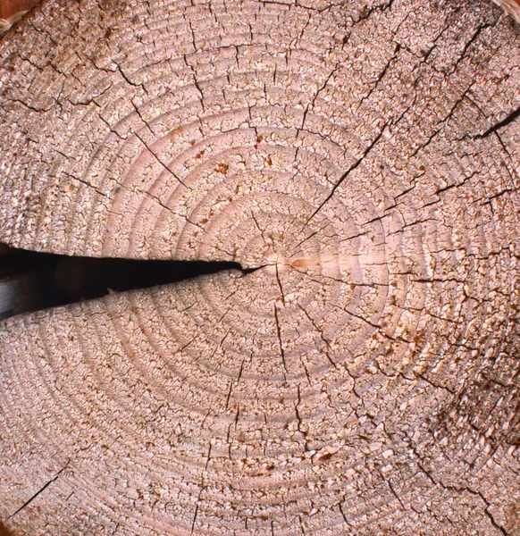 Stary kory drzewa tekstury szczegółów — Zdjęcie stockowe