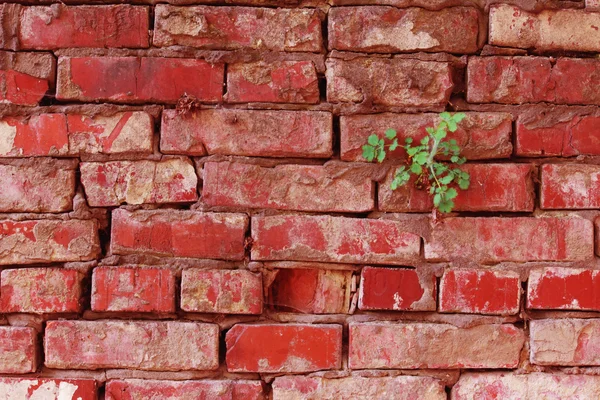 Texture of the old dirty red brick wall — Stock Photo, Image