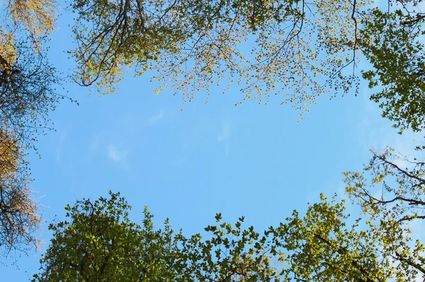 Treetops framing the sunny blue sky — Stock Photo, Image