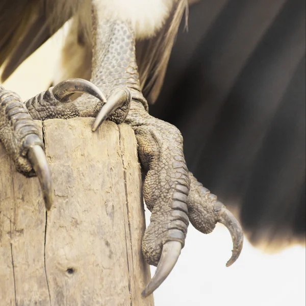 Claws of an eagle — Stock Photo, Image