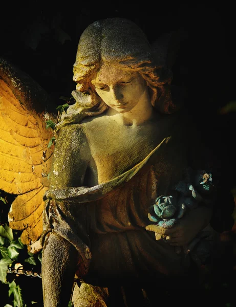 Belo anjo no fundo escuro (estátua ) — Fotografia de Stock