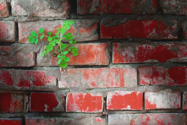 flower on the wall