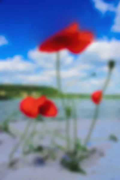 Bokeh στο παρασκήνιο θολή καλοκαίρι άνθος κόκκινο λουλούδια στο — Φωτογραφία Αρχείου