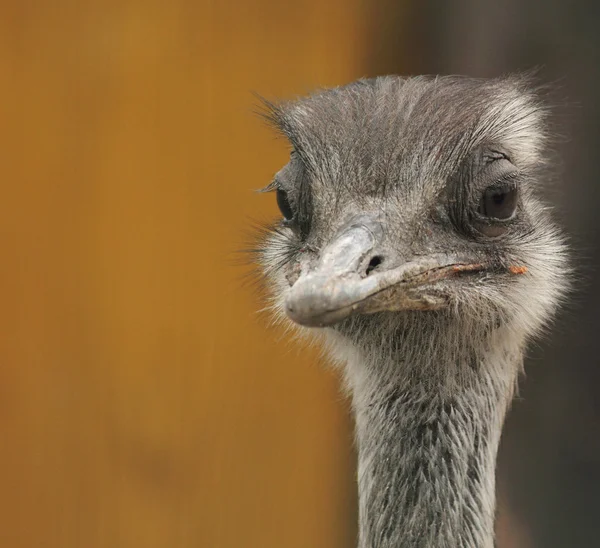 Ostrich — Stock Photo, Image