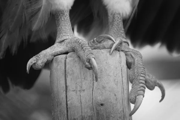 Claws of an eagle — Stock Photo, Image