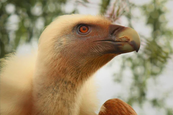 Cóndor como símbolo de fuerza y depredador — Foto de Stock