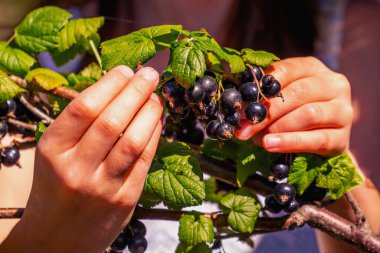 Bahçedeki böğürtlenlerden olgun böğürtlen toplayan güzel bir genç kız. Parmaklarına odaklan. Kapatın. Yatay resim.