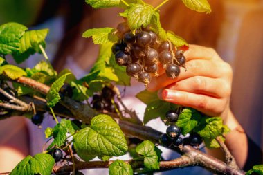 Bahçedeki böğürtlen çalılığından olgun böğürtlen toplayan hasır şapkalı güzel bir genç kız. Kapatın. Yatay resim.