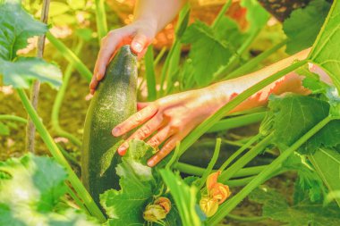 Sebze çiftliğinde çalışan genç ve güzel bir kız. Dikey görüntü. Doğal organik tarım, bahçıvanlık ve tarım kavramı. Seçici odak.