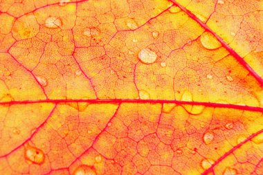 yaprakları (izole su damlaları ile)